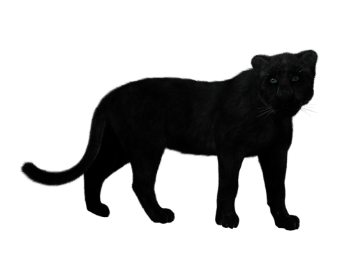 panther black big cat mystical