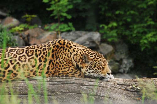 panther sleeps animal