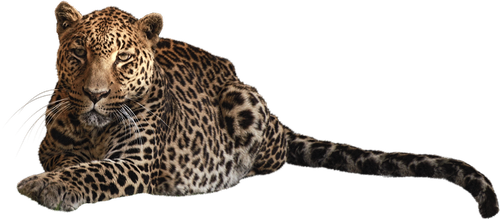 panther  feline  predator
