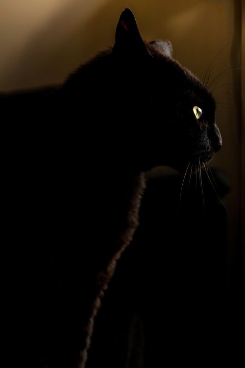 panther cat black