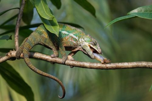 panther chameleon food eat