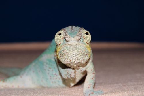 panther chameleon chameleon close