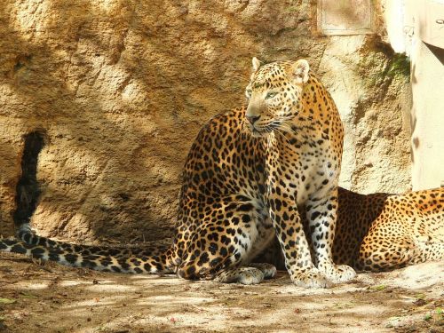 panther of sri lanka panther panther ceylan