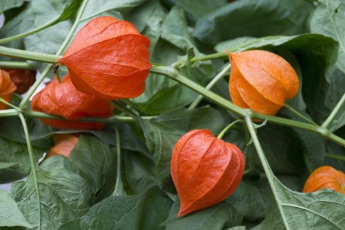 păpălău flower flowers