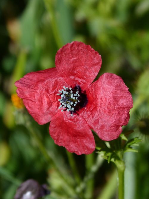 papaver hybridum poppy sad poppy