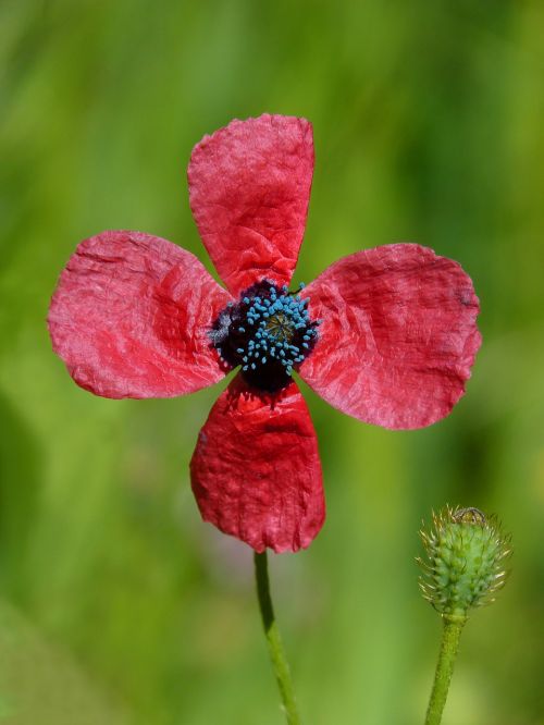 papaver hybridum poppy sad poppy