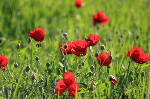 papaver rhoeas flower red