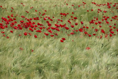 papaver rhoeas flower plant