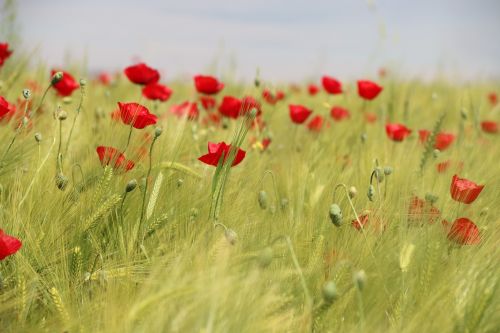 papaver rhoeas flower plant