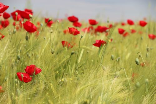 papaver rhoeas flower plant