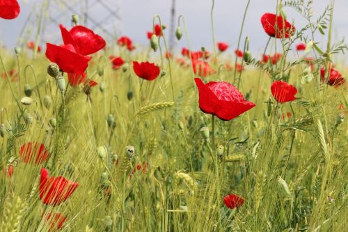 papaver rhoeas flower plant