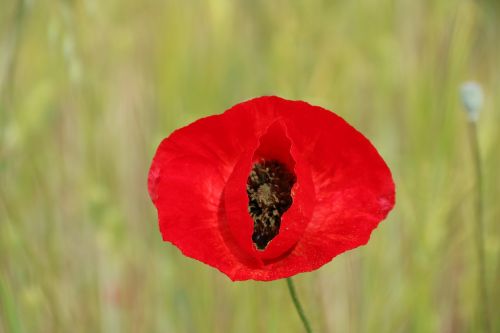 papaver rhoeas flower plant