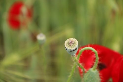 papaver rhoeas flower plant