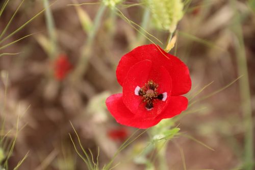 papaver rhoeas flower plant