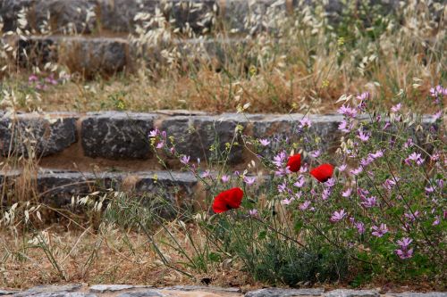 papaver rhoeas flower red