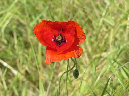 papaver rhoeas  flower  poppy-head