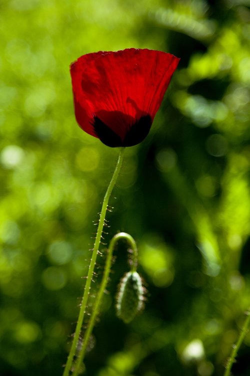papaver rhoeas  flower  nature