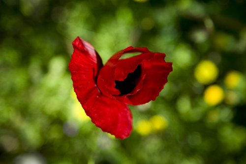 papaver rhoeas  flower  nature