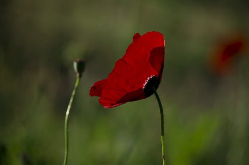 papaver rhoeas  flower  poppy