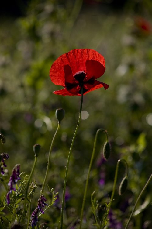 papaver rhoeas  flower  poppy
