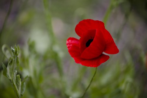 papaver rhoeas  flower  poppy