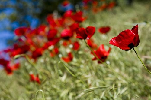 papaver rhoeas  flower  poppy