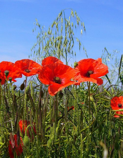 papaver rhoeas poppy field