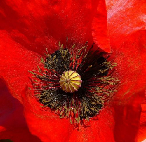 papaver rhoeas poppy flower wild plant