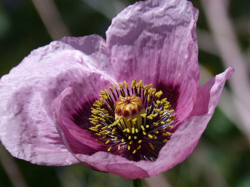 papaver somniferum gravel poppy