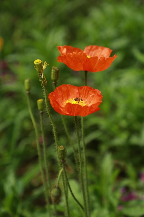 papaverales  flowers  nature