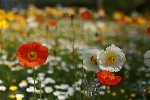 papaverales  flowers  nature