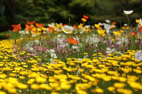 papaverales  flowers  nature