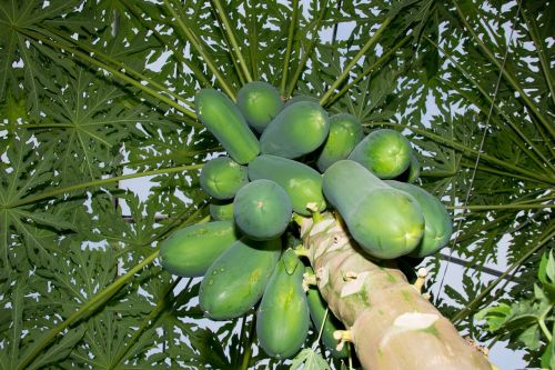 papaya tree agriculture