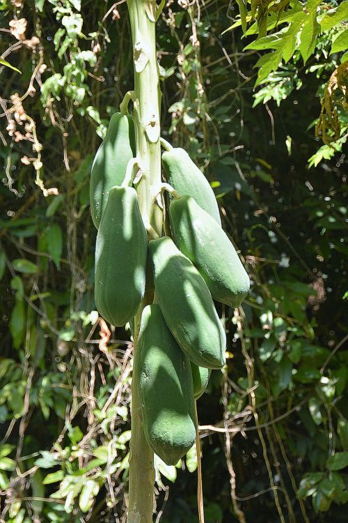 papaya fruit exotic