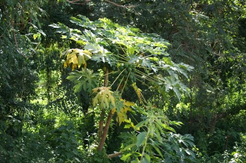 papaya jungle paraguay