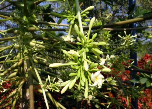 papaya male inflorescence flower