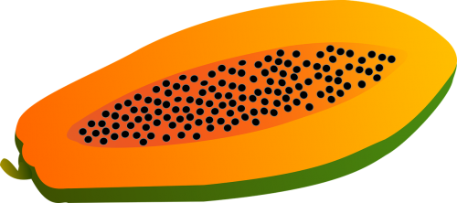 papaya fruit vector