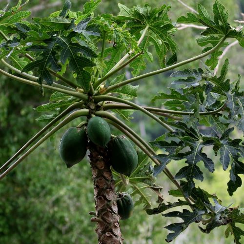 papaya fruit cuba