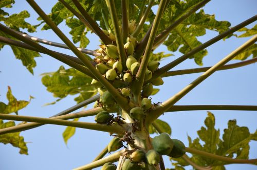 papaya tree fruits