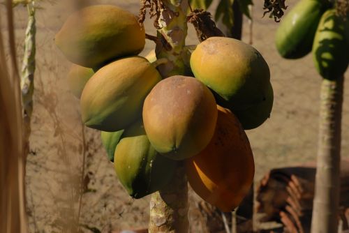 papaya fruit food