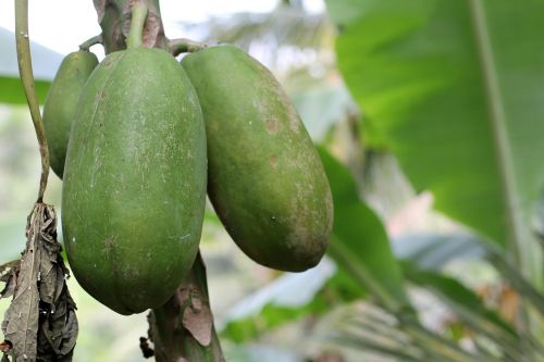 papaya close fruit