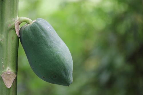 papaya green nature