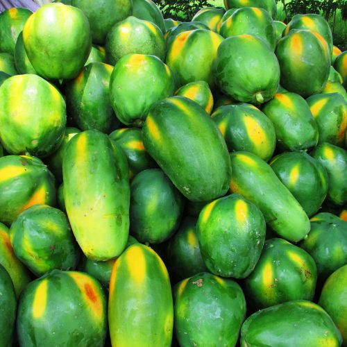 papaya fruit green