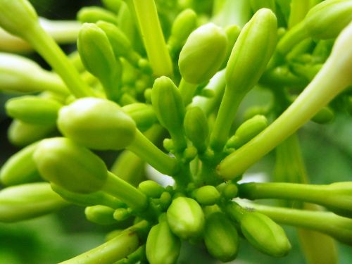 papaya bud flowers