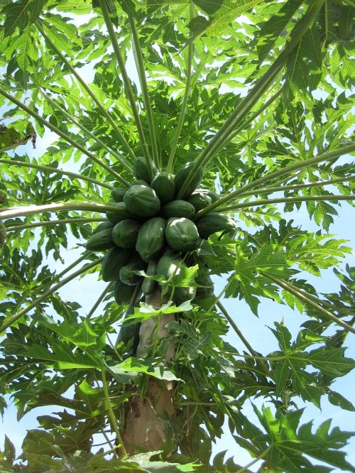 papaya green fruit