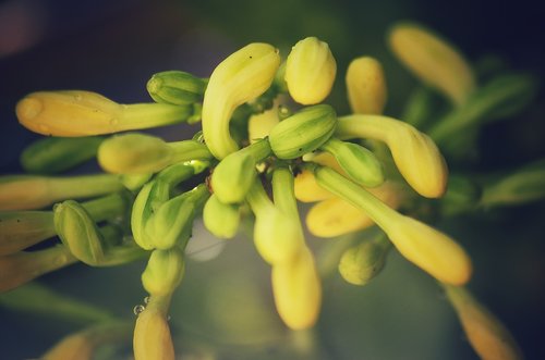 papaya flower  food  flower