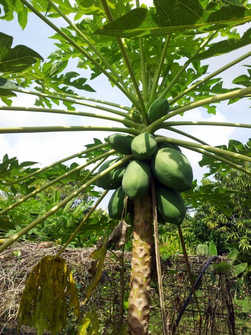 Papaya Fruit On The Plant