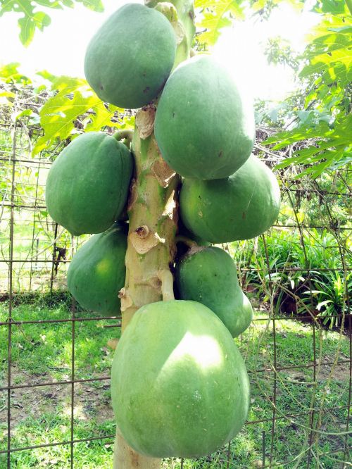 Papaya On The Tree