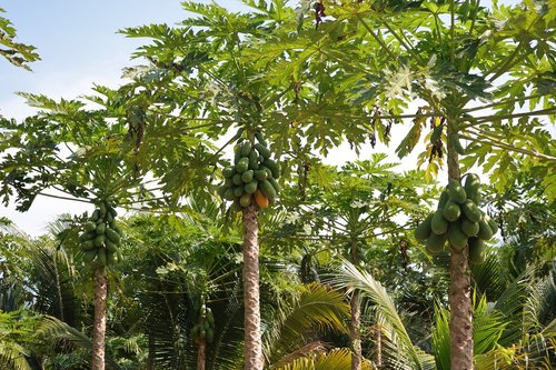 papaya plantation  papaya  fruit