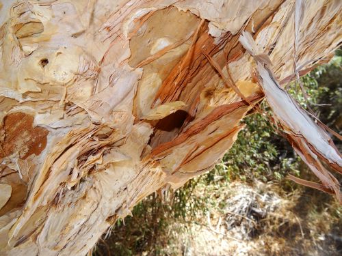 paper bark tree paper bark australia
